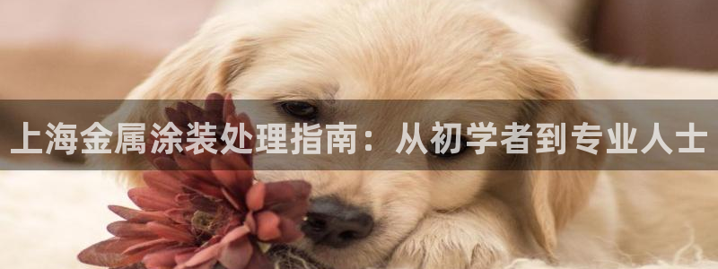 美高梅酒店认养的大熊猫