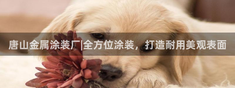 美高梅国际集团简介